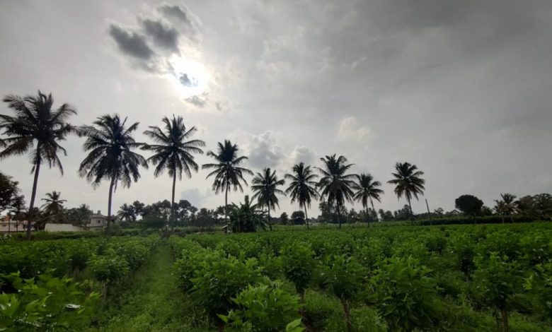 Mulberry Cultivation in India with Process and Varieties