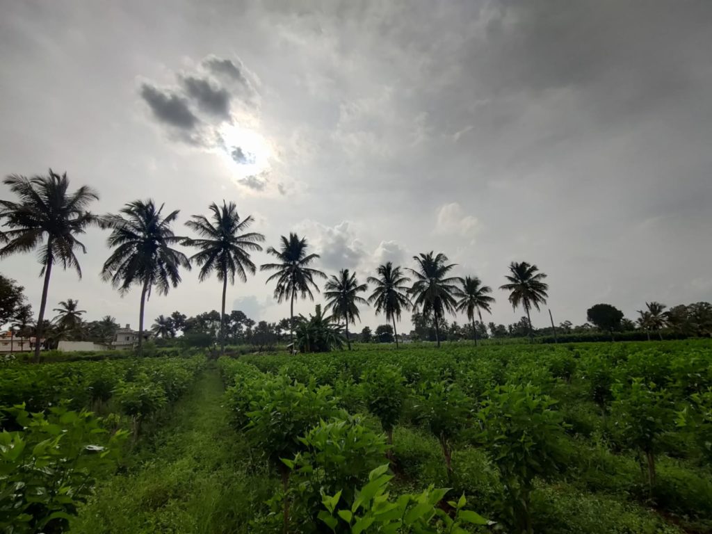 Mulberry Cultivation in India with Process and Varieties