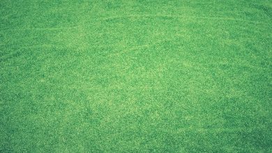 Photo of Seven Reasons to Install Artificial Grass in Las Vegas