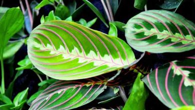 Photo of Maranta Leuconeura: The Magical Plant That Has Healing Qualities