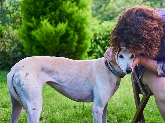 Loyalty in pets