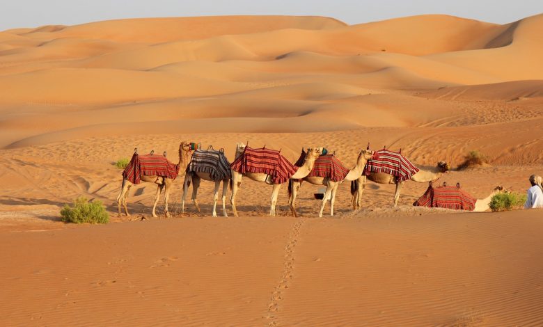 Dubai Desert Safari