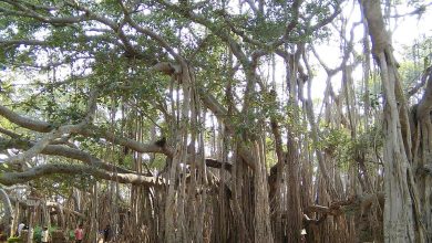 Photo of Dodda Alada Mara: Bangalore’s 400-Year-Old Banyan Tree