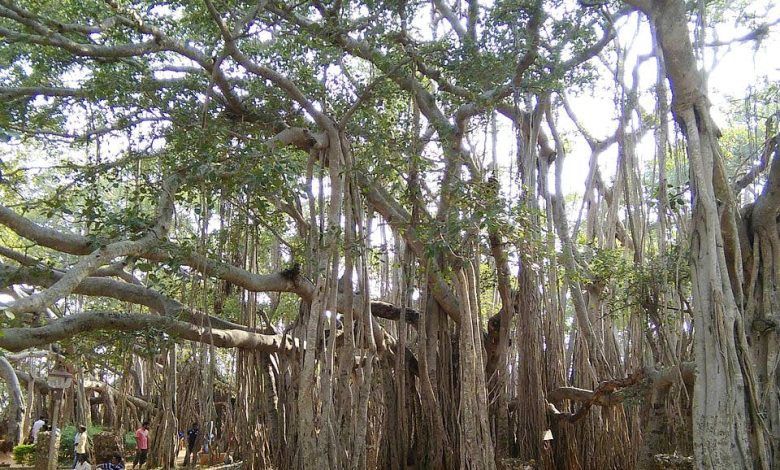 Banyan Tree