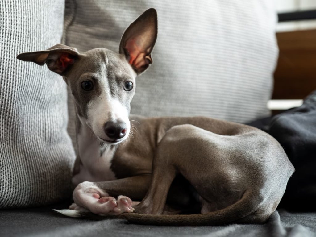 Italian-Greyhound-Puppy