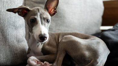 Photo of How to Prepare Your Home for an Italian Greyhound Puppy – A Step-By-Step Guide
