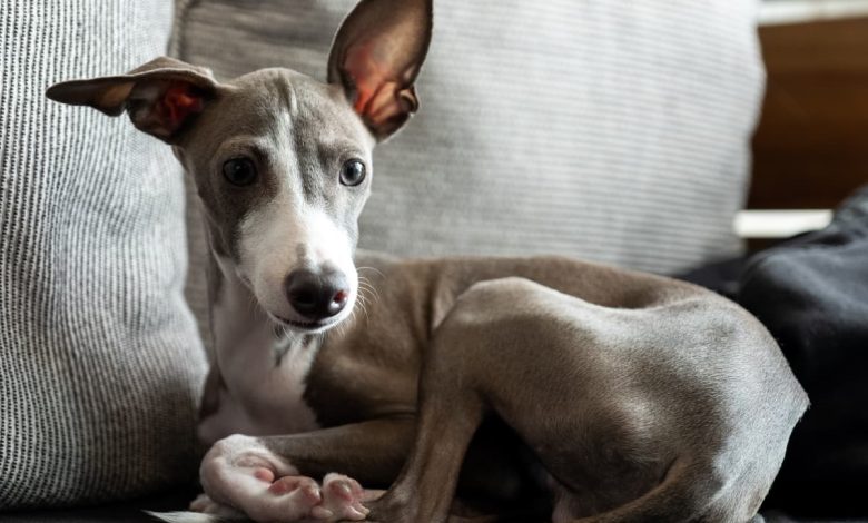 Italian-Greyhound-Puppy