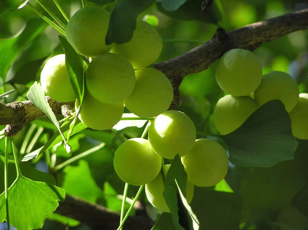 Ginkgo Biloba