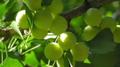 Photo of Ginkgo Biloba: The Ancient Tree with a Global Presence