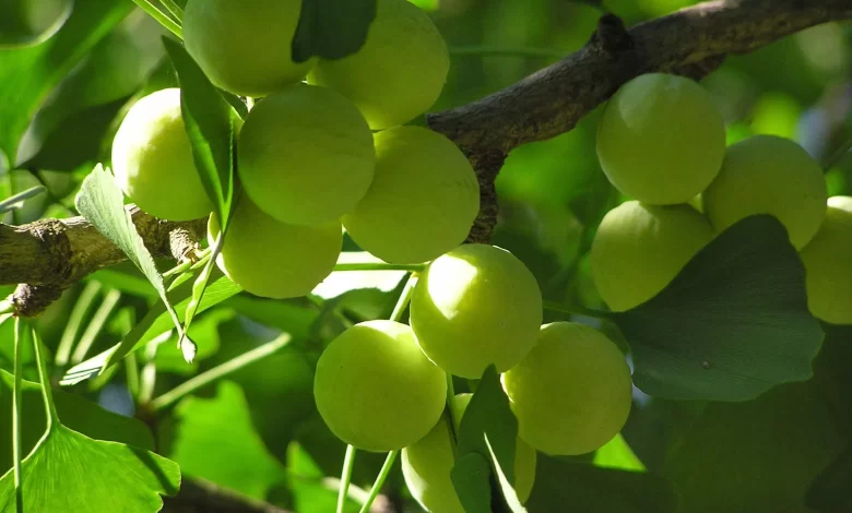 Ginkgo Biloba