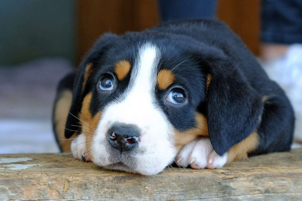 Swiss Mountain Dog