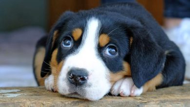 Photo of The Greater Swiss Mountain Dog: A Complete Guide to This Majestic Breed