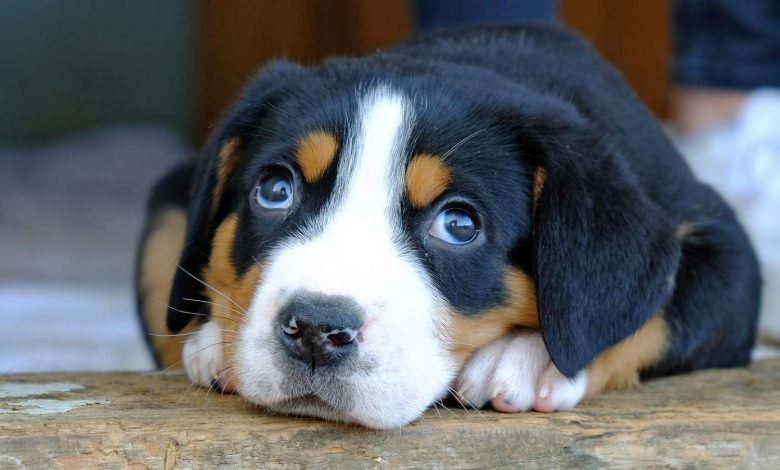 Swiss Mountain Dog