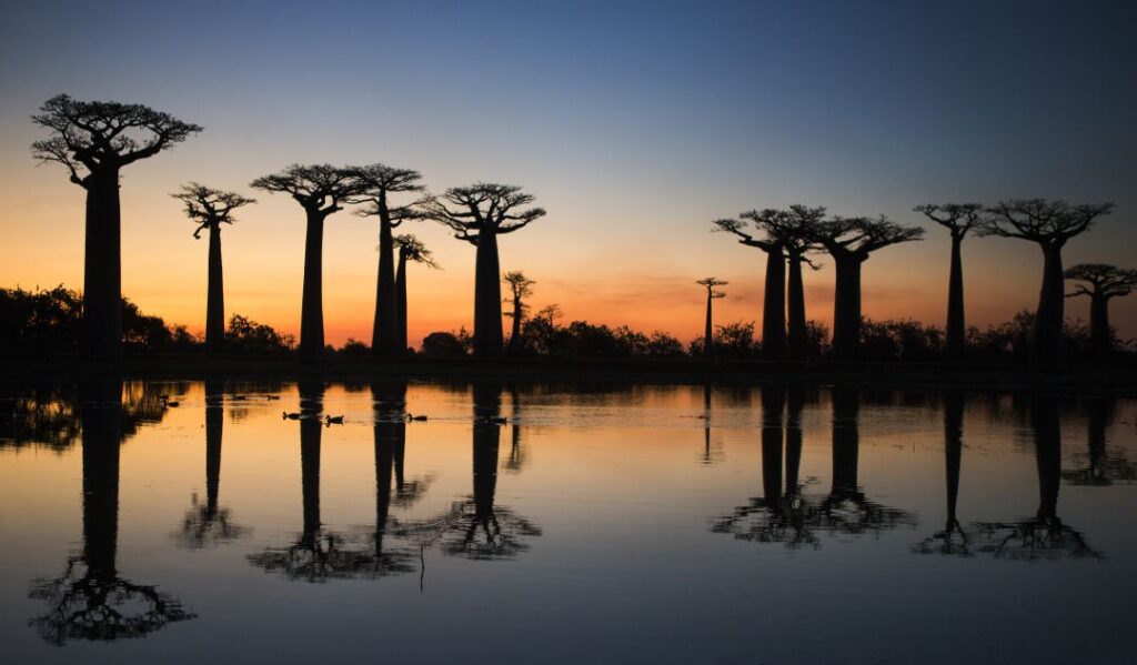 Madagascar Trip