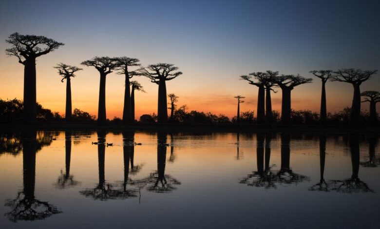 Madagascar Trip