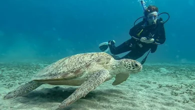 Photo of Marine Life Wonders: What You’ll See While Scuba Diving in Egypt’s Red Sea