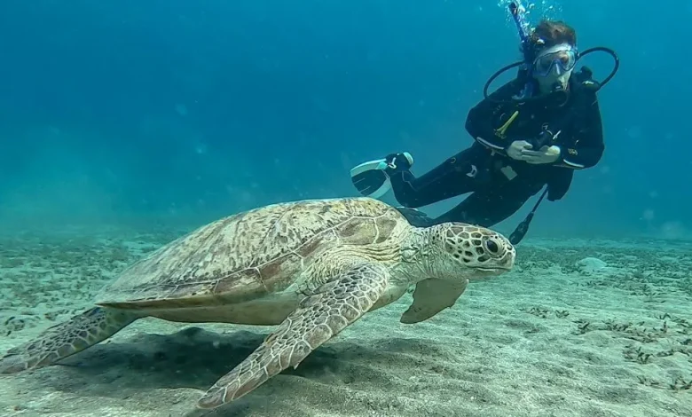 Scuba Diving in Egypt’s Red Sea